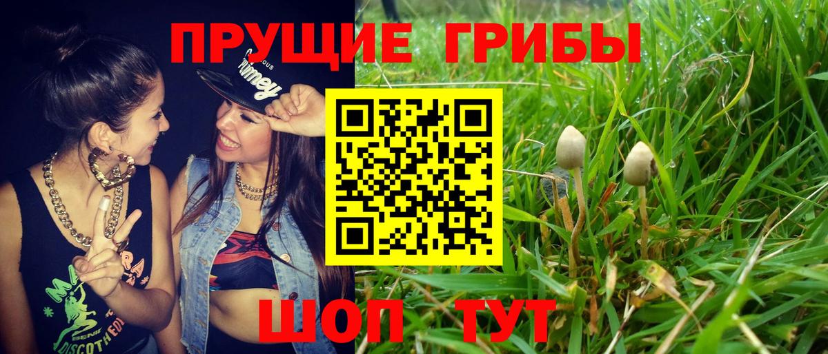 Псилоцибиновые грибы GOLDEN TEACHER  Вход с VPN  Алексин  Псилоцибиновые грибы мицелий 